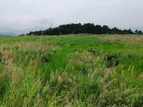 礦區汙染場地生態香蕉视频播放器