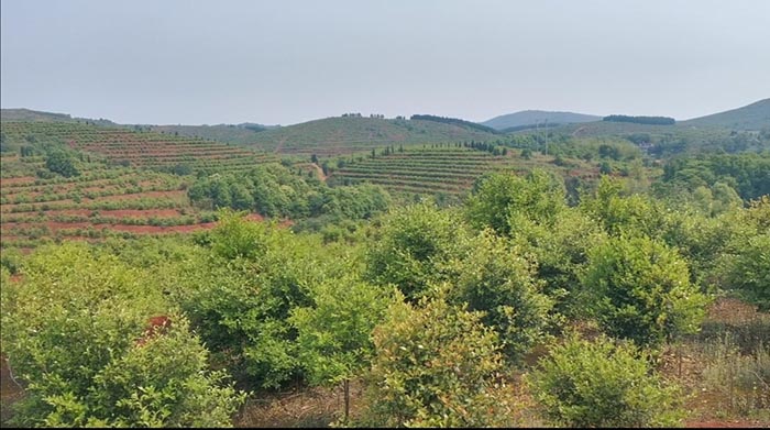 常寧萬畝荒山廢山生態香蕉视频播放器產業化新模式——萬畝油茶基地