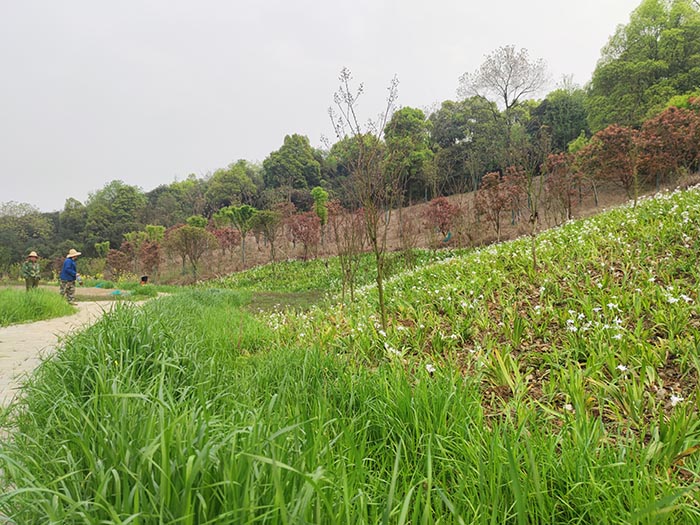 衡陽市常寧水口山鉛鋅煤礦區山水林田湖草生態保護香蕉视频播放器試點工程