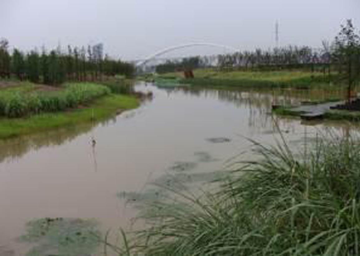 洋湖濕地生態香蕉视频播放器與保育工程