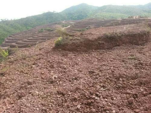 常寧萬畝荒山廢山生態香蕉视频播放器產業化新模式——萬畝油茶基地