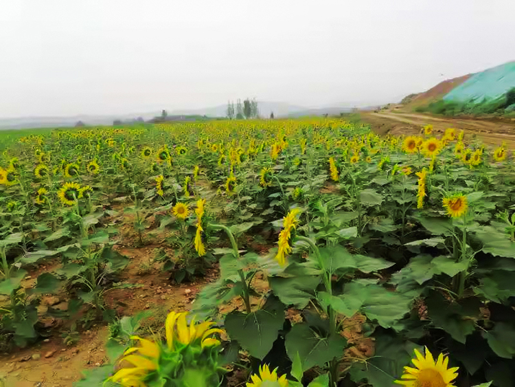 鶴壁市淇濱區南太行地區山水林田湖草生態保護香蕉视频播放器工程